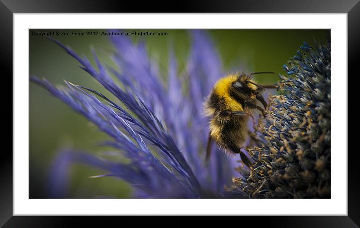 Bee on a Scottish Thistle Framed Mounted Print by Zoe Ferrie