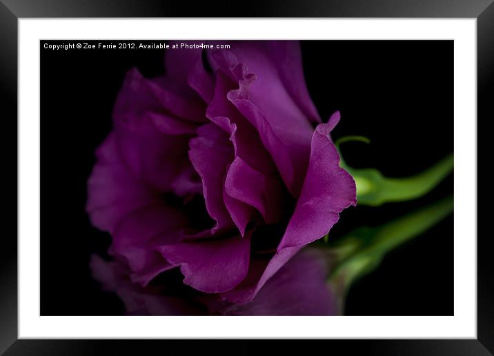 Macro photograph of a rose and it's reflection Framed Mounted Print by Zoe Ferrie