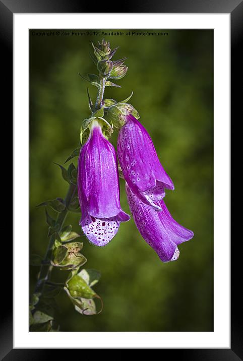 Macro photograph of a Foxglove taken in Scotland Framed Mounted Print by Zoe Ferrie