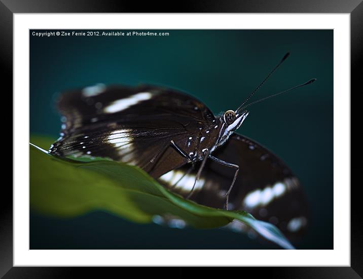 Macro photograph of a Resting Butterfly Framed Mounted Print by Zoe Ferrie