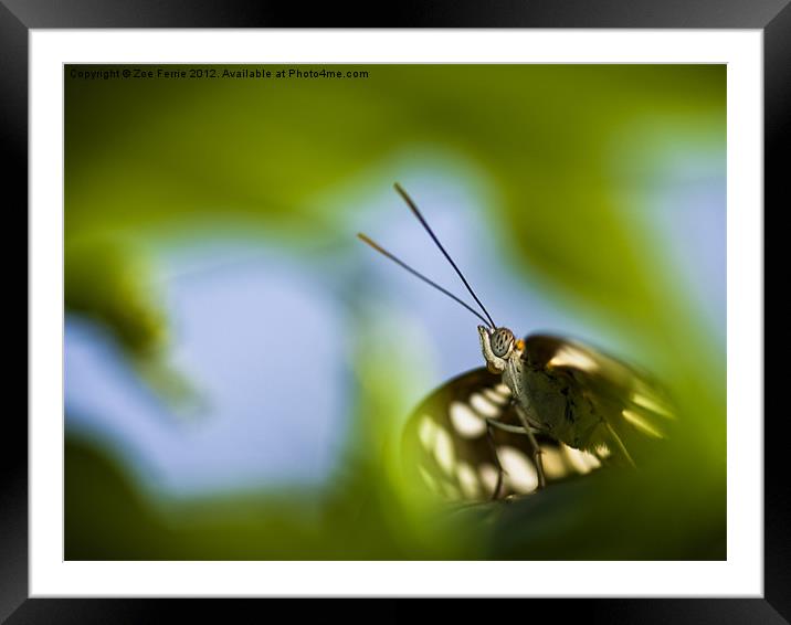 Butterfly through a leaf Framed Mounted Print by Zoe Ferrie
