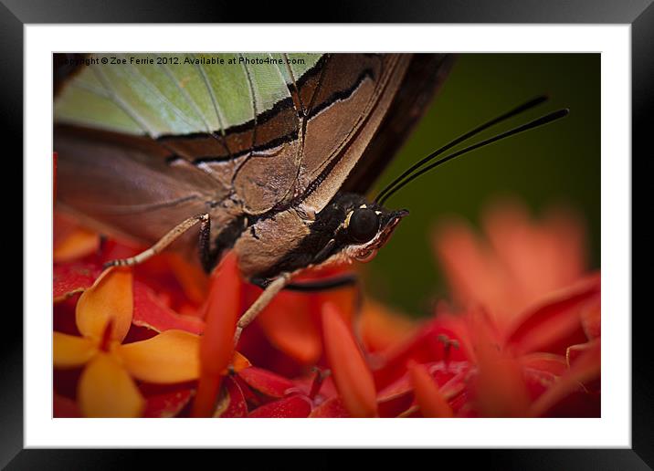 Butterfly resting on an Ixora Framed Mounted Print by Zoe Ferrie
