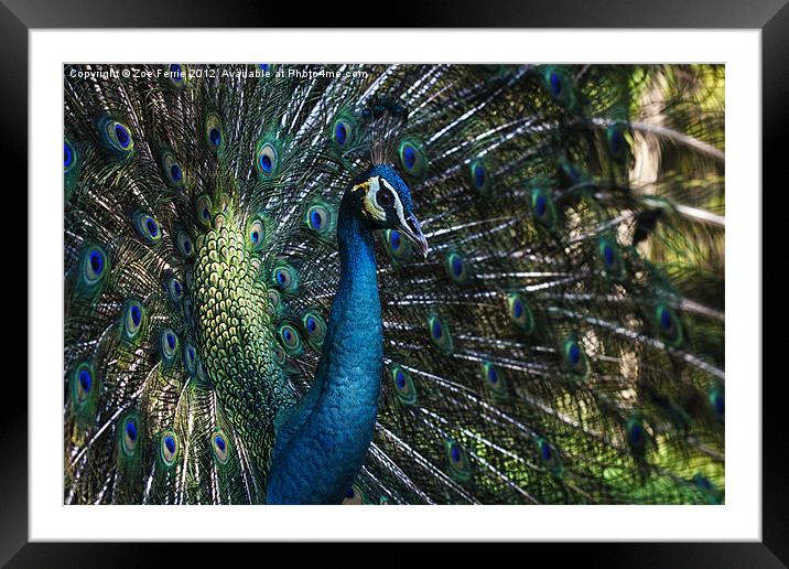 Male Peacock Framed Mounted Print by Zoe Ferrie