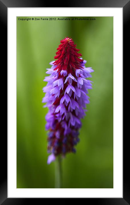 Primula Vialii (Chinese Pagoda Primrose) Framed Mounted Print by Zoe Ferrie