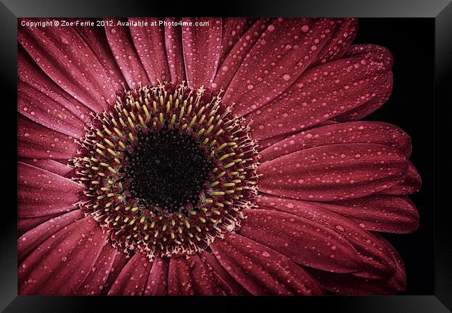 Dew on a Gerbera Daisy Framed Print by Zoe Ferrie