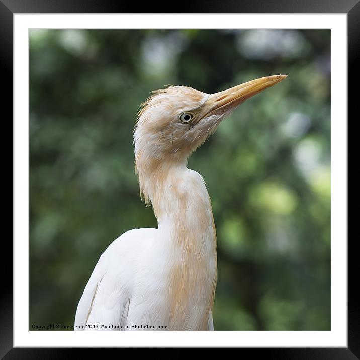 Portrait of an Egret II Framed Mounted Print by Zoe Ferrie