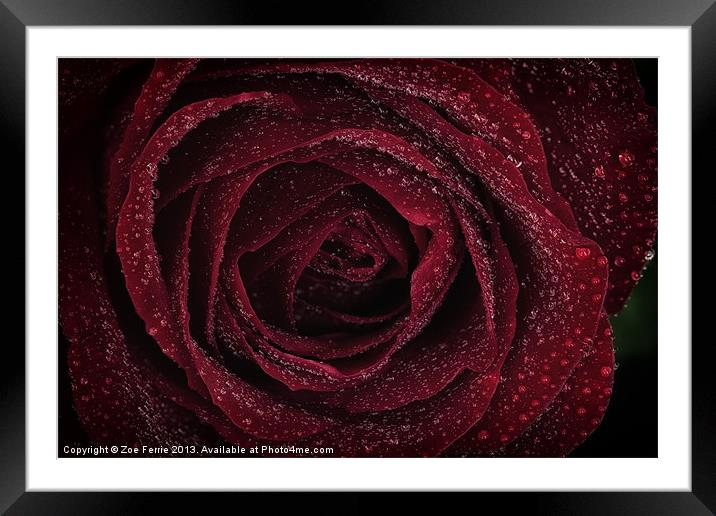 Red Rose Framed Mounted Print by Zoe Ferrie