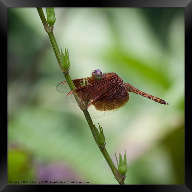 Macro photograph of a Dragonfly Framed Print by Zoe Ferrie