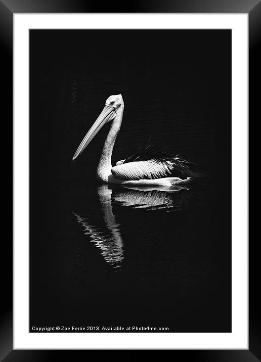 The Pelican Framed Mounted Print by Zoe Ferrie