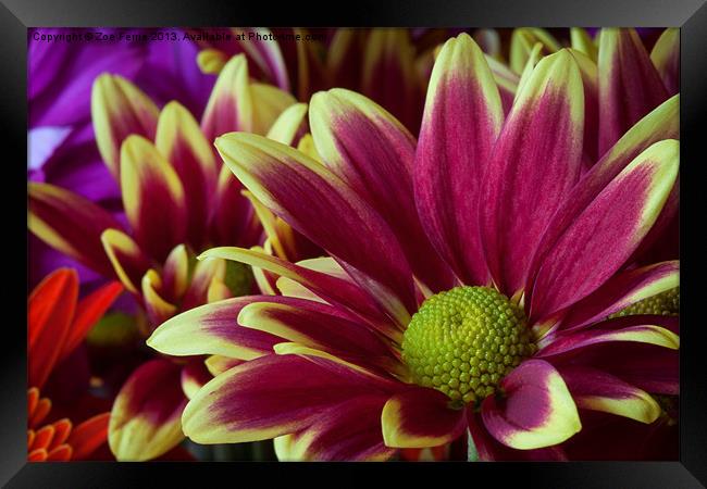 Floral Bouquet Framed Print by Zoe Ferrie