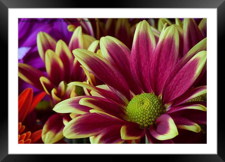 Floral Bouquet Framed Mounted Print by Zoe Ferrie