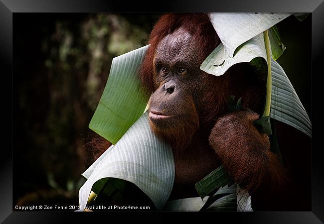 Orangutan Framed Print by Zoe Ferrie