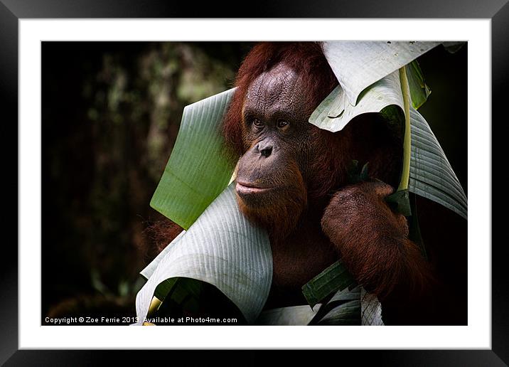 Orangutan Framed Mounted Print by Zoe Ferrie
