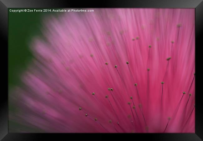 Macro photograph of a Calliandra flower Framed Print by Zoe Ferrie