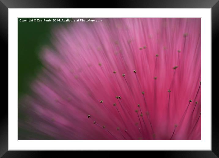 Macro photograph of a Calliandra flower Framed Mounted Print by Zoe Ferrie