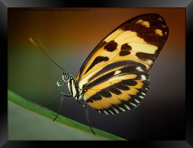 Tiger Longwing butterfly Framed Print by Zoe Ferrie