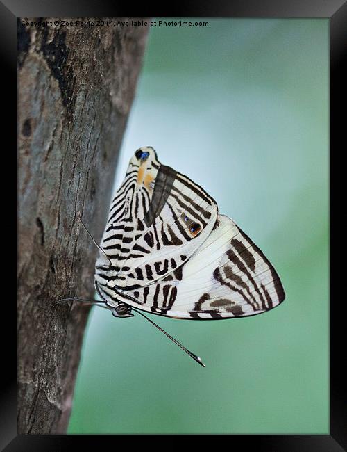 Zebra Mosiac Butterfly Framed Print by Zoe Ferrie