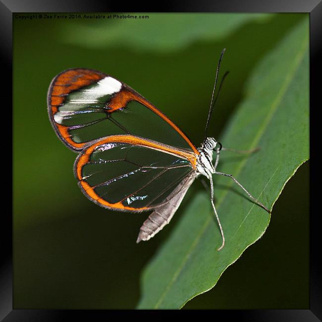 Glasswinged Butterfly Framed Print by Zoe Ferrie