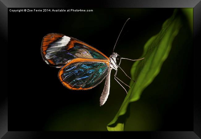 Macro photograph of a Glasswinged Butterfly Framed Print by Zoe Ferrie