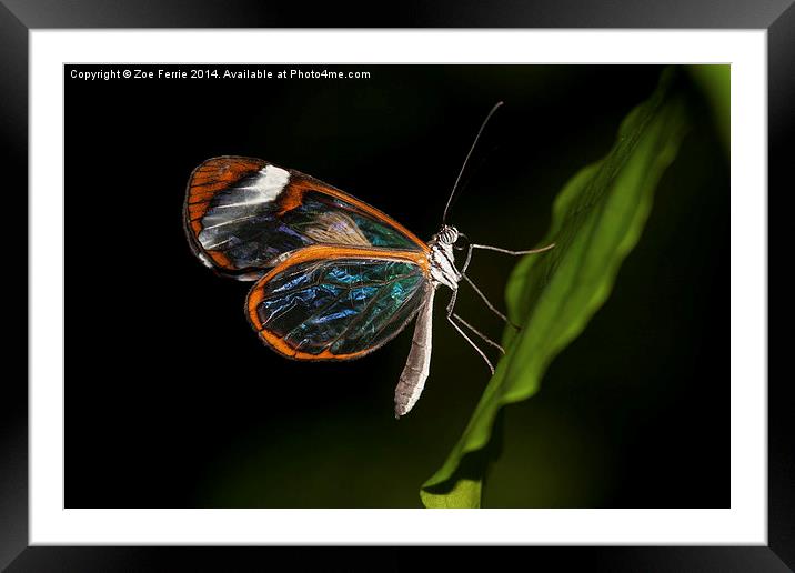 Macro photograph of a Glasswinged Butterfly Framed Mounted Print by Zoe Ferrie