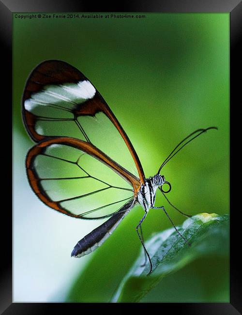 Macro photograph of a Glasswinged Butterfly Framed Print by Zoe Ferrie