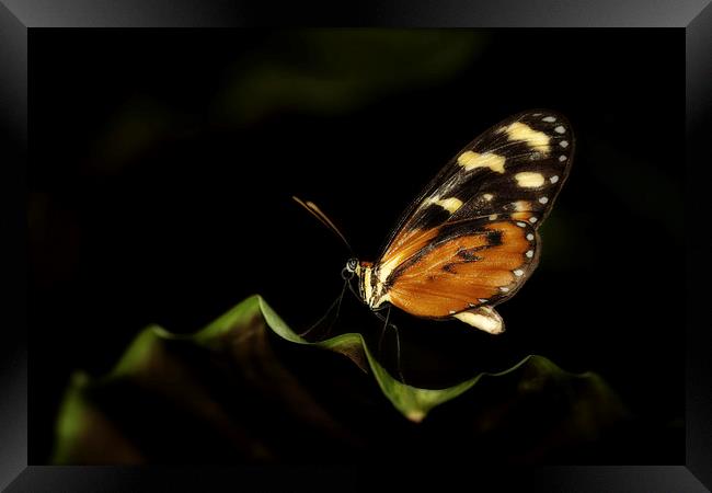 Tiger Monarch Butterfly Framed Print by Zoe Ferrie