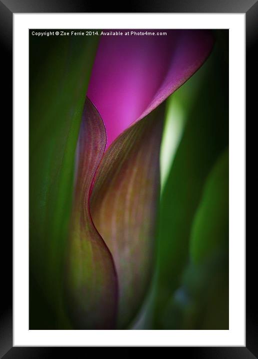 Portrait of a Calla Lily Framed Mounted Print by Zoe Ferrie