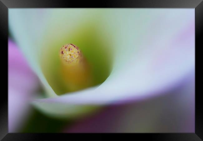 Portrait of the stamen of a Calla Lily Framed Print by Zoe Ferrie