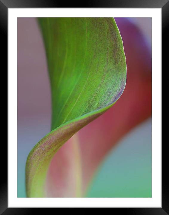 Curves of a Calla Lily Framed Mounted Print by Zoe Ferrie