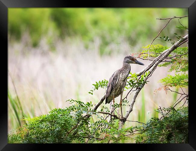 Juvenile Yellow Crowned Night Heron Framed Print by Zoe Ferrie
