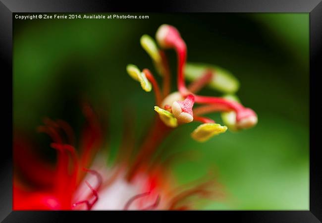 Macro photograph of a passiflora flower Framed Print by Zoe Ferrie