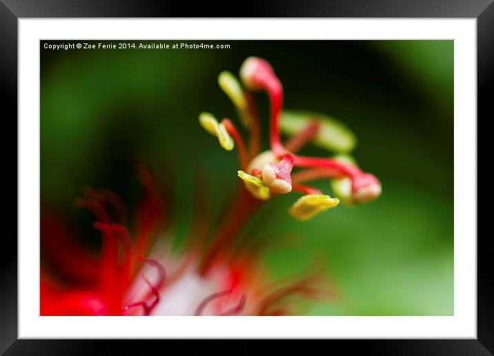 Macro photograph of a passiflora flower Framed Mounted Print by Zoe Ferrie