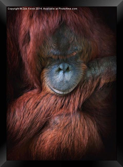 Portrait of an orangutan Framed Print by Zoe Ferrie