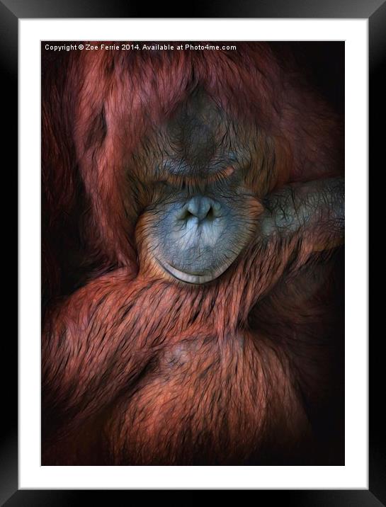 Portrait of an orangutan Framed Mounted Print by Zoe Ferrie