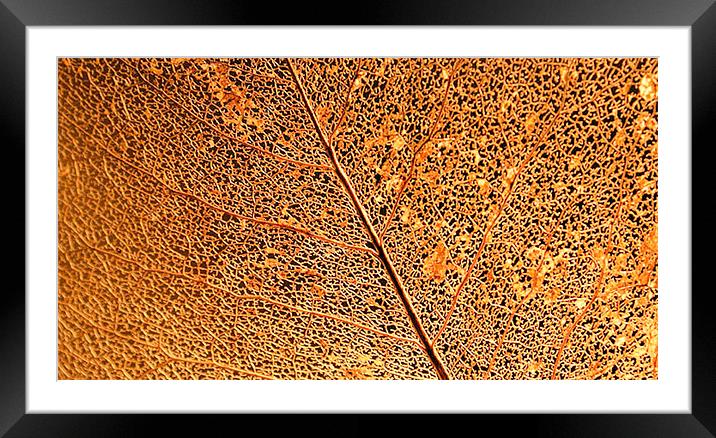 Leaf Vein Detail Framed Mounted Print by Brian  Raggatt