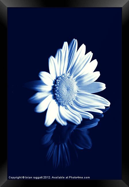 Cyanotype Daisy Framed Print by Brian  Raggatt