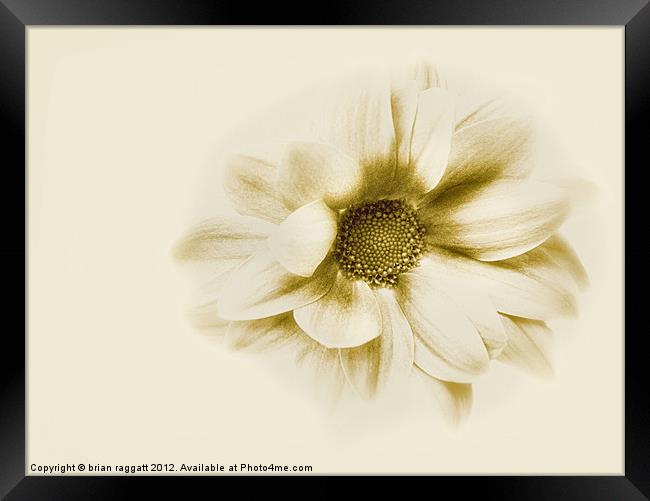Flower in sepia Framed Print by Brian  Raggatt