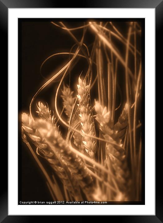 Wheat in Sepia Framed Mounted Print by Brian  Raggatt