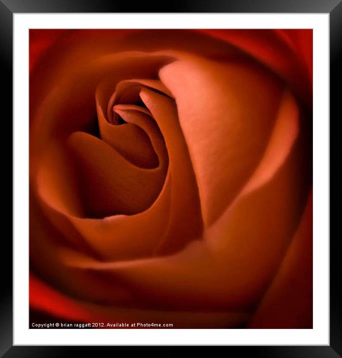 Red Rose Heart Framed Mounted Print by Brian  Raggatt