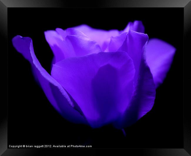 Midnight Rose Framed Print by Brian  Raggatt