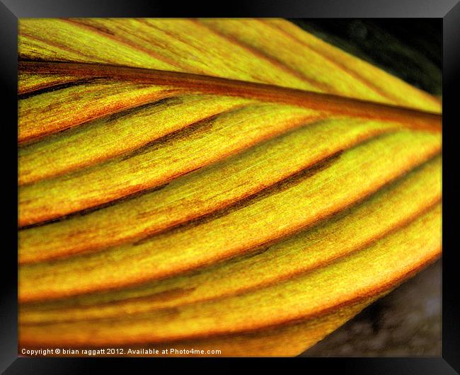 Leaf Abstract Framed Print by Brian  Raggatt