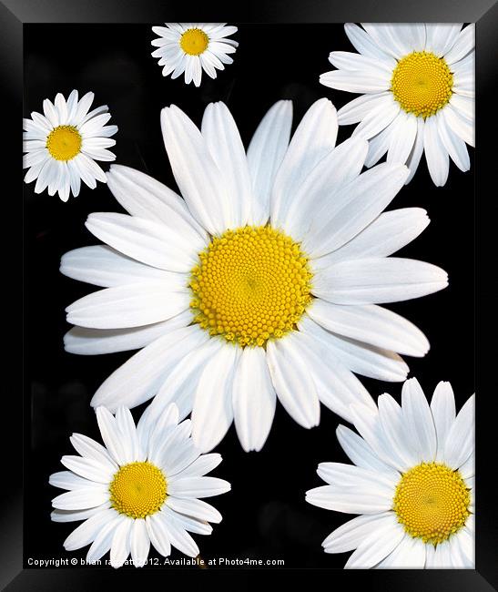 Daisy Daisy Framed Print by Brian  Raggatt