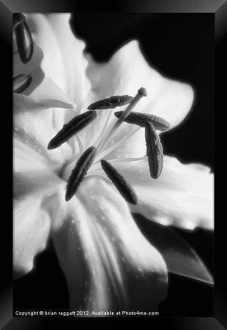 Lily  white macro Framed Print by Brian  Raggatt