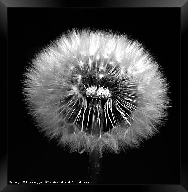 Dandelion Seed Head Framed Print by Brian  Raggatt