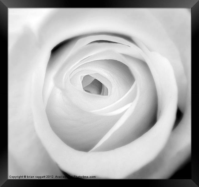White Rose BW Framed Print by Brian  Raggatt