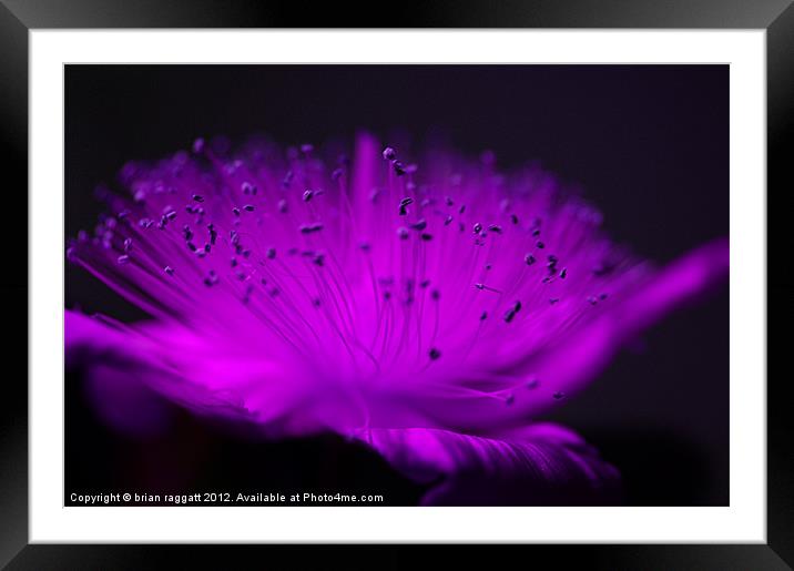 Flowers In The Evening Framed Mounted Print by Brian  Raggatt