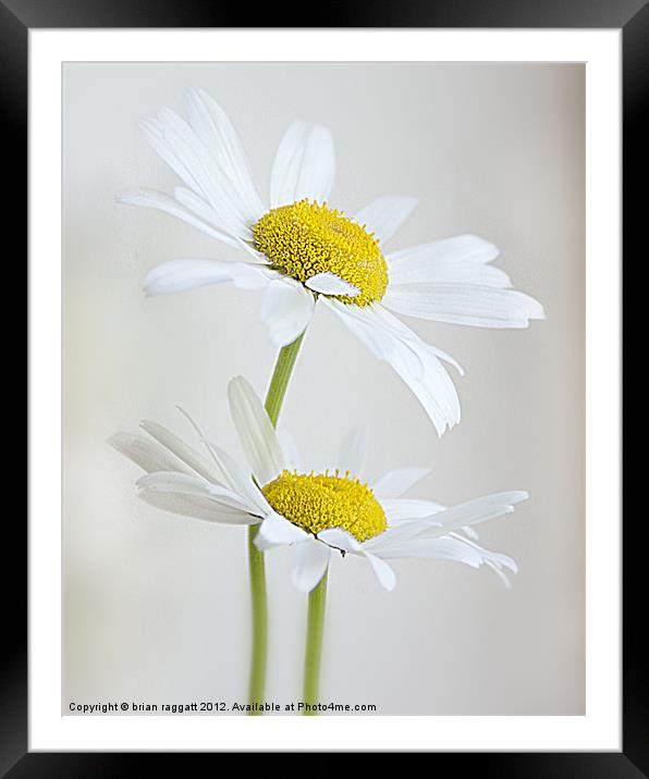 Softly and Gently Framed Mounted Print by Brian  Raggatt