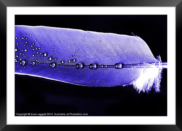 Blue Feather Raindrops Framed Mounted Print by Brian  Raggatt