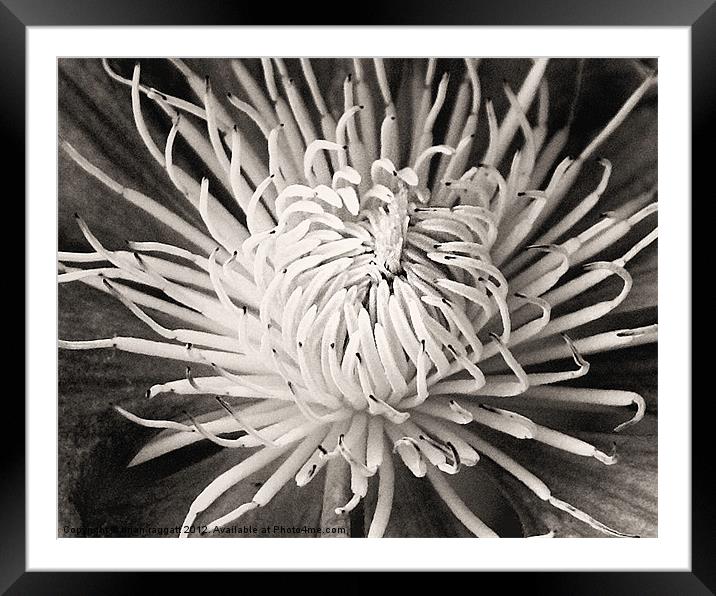 Clematis Sepia Framed Mounted Print by Brian  Raggatt