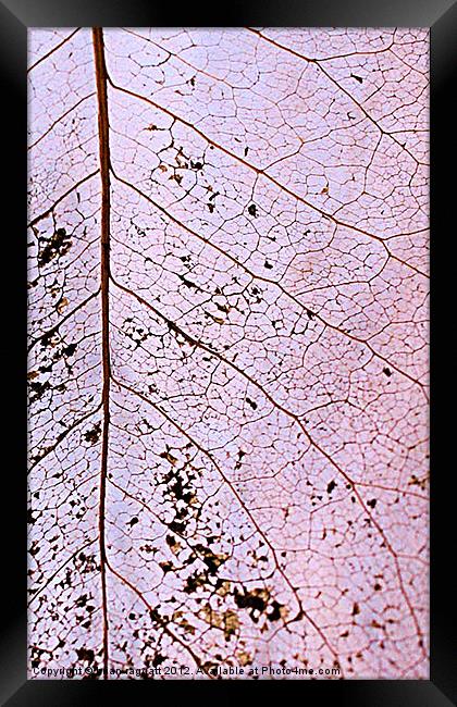 Leaf Skeleton 6 Framed Print by Brian  Raggatt
